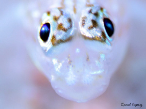Nice eyes !
F8, 1/60, Iso200 by Raoul Caprez 